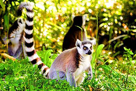 Lemur de Madascar